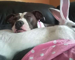 Pit Bull Rescued From Dogfighting Finds Love And Comfort In A Giant Bunny