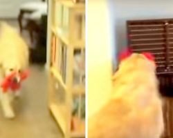 Dad Tells Dog It’s House Cleaning Time, She Picks Up Her Toys & Starts Cleaning