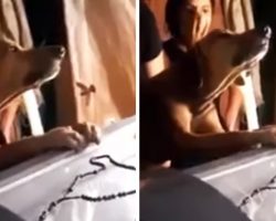 Devoted Dog Hugs Deceased Owner’s Casket And Refuses To Leave His Side