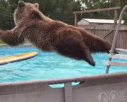 Grizzly Bear Belly Flops Into Pool, Then Turned For The Camera