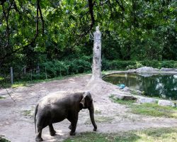 Bronx Zoo Mistreats World’s Loneliest Elephant For Years But Refuses To Let Her Go