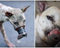 Haunting Case Of Trauma Led Dog To A Survivor’s Path Paved With Tenderness