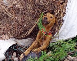 He Laid Dying, Stuck On Side Of Road- But, His Past Would No Longer Haunt Him