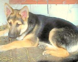 After 2381 Days Of Rejection, Sad Shelter Dog Restricts Himself To A Lonely Corner