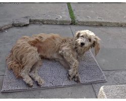 Homeless And In Pain, Dog Walks Right Into Someone’s Yard And Collapses