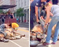 They Ignores Horse’s Cries, Make Him Pull Tourists In The Sun Till He Passes Out