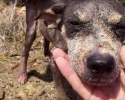 Pup Discarded Like Trash Laid Her Face In Woman’s Hand And Pleading For Help