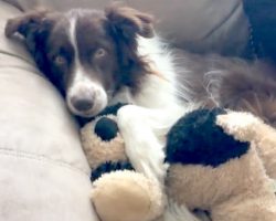 Cancer Stole Away His Best Friend, He Thinks Stuffed Toy Is Sibling And Hugs It