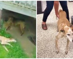 Cops Tell Good Samaritan They Can’t Help Emaciated Dog In Back Yard