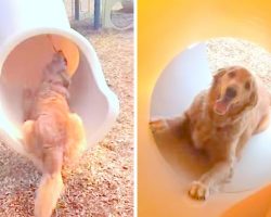 Scared Puppy Freezes With Fear On Slide, So Mama Dog Jumps & Teaches Her To Slide