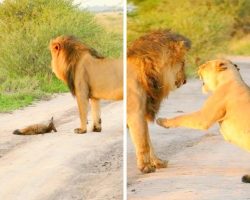 Lioness Adopts An Injured Baby Fox, Saves Him From Being Eaten By Hungry Lion
