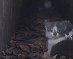 Litter Of Kittens Found At A School After Their Mother Stopped Coming Around