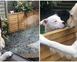 Two Dogs Develop Fairy Tale Romance, Won’t Let Fence Get In Their Way