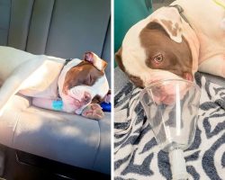 Dognapper Shoots Puppy After Dad Refuses To Hand Him Over, Pup Fighting For Life