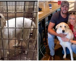 Luke Bryan Fosters Rescue Dog Who Was Crammed Into Tiny Cage At Kill-Shelter