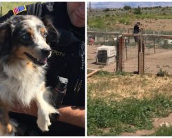 Sheriff’s Office Seizes Nearly 60 Dogs From “Family Owned” Dog Breeder