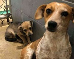 Mama Dog Hides Her Baby To Protect Him From Scary Kill Shelter