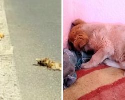 Puppy Found Next To Corpse Of His Dead Mother And Pushes Face Into Wall & Shuts Off