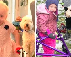3-Legged Dog Meets Girl With Cerebral Palsy, Devotes Her Life To Help The Girl Walk