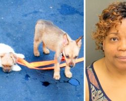2 Puppies Die Painfully After Woman Locks Them In Hot Car, 3rd Puppy Is Critical