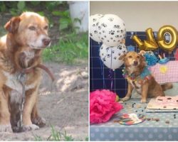 Dog Chained Up For 12 Years Is Set Free And Experiences Love & Fun During Her Final Days