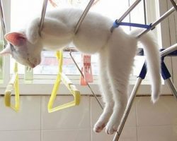 Crazy Cat Naps: Hilarious Photos That Prove Cats Can Sleep Anywhere