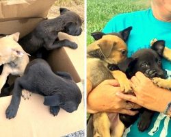 9 Hungry Puppies Sealed In A Tight Box, Dumped Near A Bridge Without Their Mama