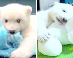 Mama Abandons 6-Day-Old Polar Bear, The Cub Hugs Look-Alike Teddy To Find Comfort