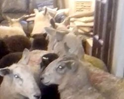 Overachieving Puppy Sneaks Herd of Sheep into Living Room