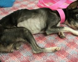 Owner Refuses Treatment For Dying Dog And Vet Asked Officers To Investigate
