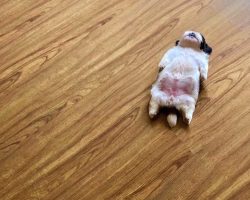 Meet Paningning, The Tiny Pup Who Sleeps As If She Were ‘Switched Off’