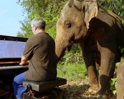 Pianist On A Mission To Help Hurting Elephants, Plays Music To Soothe Their Souls
