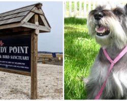 Police Called To Flames At Beach Find Dog Doused With Accelerant, Lit On Fire