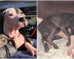 Pit Bulls Refuse To Leave Each Other’s Side As They Recover From Their Awful Past