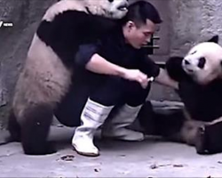 A Man Tries To Give Pandas Their Medicine, But They Would Rather Play
