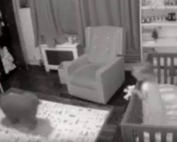 Dog Enters Toddler’s Room At Night To Help Put Fussy Child Back To Sleep