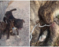 Petrified Puppies Yelp In Agony After Being Tied To Fence With Razor Sharp Wire