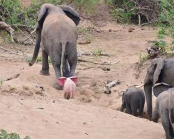 It Seemed Like An Ordinary Elephant Herd, Until A Photographer Saw A Rare Baby Behind Mom