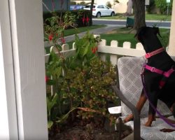Recently Adopted Shelter Dog Waited In Excitement For Her Owner To Return Home