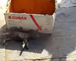 Rescuers Come Across Puppy Taking Its Final Breaths Beside A Cardboard Box