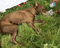 They Found Him Lying Lifeless In The Grass & Feared It Was Too Late To Save Him