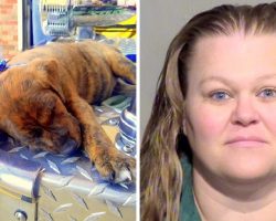 She Allegedly Left Puppies In Hot Sun Without Water, One Pup Dead & Rest Critical