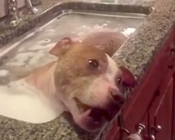 Abused Pit Bull Found In A Plastic Bucket Receives A Much-Needed Recovery Bath