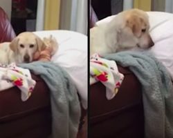 Dog Leaps Into Action To Rescue A Doll That Falls On The Floor Thinking It’s A Real Human Baby