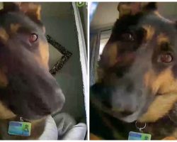 German Shepherd Setting Off Motion Activated Security Camera Becomes Online Star