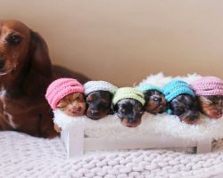 Sausage Dog And Her 6 Mini Sausages Pose For A Family Photoshoot