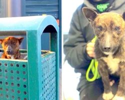 Owner Dumps Puppy In Trash Can, Puppy Doesn’t Leave Hoping Owner Will Return