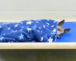 Old Dog Moved To Shelter After Owner’s Death, Tucks Himself & Cries To Sleep Daily