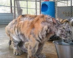 Abused circus tiger goes to sanctuary and ends up meeting her soul mate