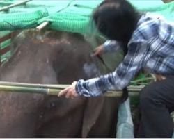 73-year-old blind and deaf elephant is finally rescued, cries real tears when she’s free